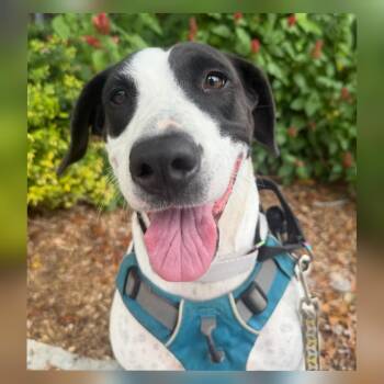 Bull Terrier and Labrador Retriever Dogs Available for Adoption - Charity | PetCurious