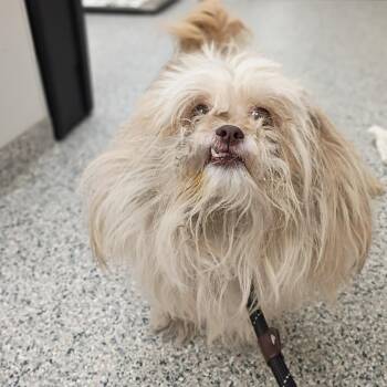 Hunni -  Shih Tzu Dog for Adoption in Chicago, Illinois - Hunni | PetCurious