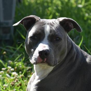Sir Sausage Roll -  Pit Bull Terrier Dog for Adoption in Auburn, Nebraska - Sir Sausage Roll | PetCurious