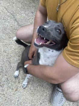 Rescue Mixed Breed Dogs for Adoption in Baton Rouge, Louisiana - Blu | PetCurious