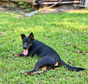 Buddy -  Australian Kelpie Dog for Adoption in Glocester, Rhode Island - Buddy | PetCurious