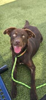 MOON -  Labrador Retriever and Australian Kelpie Dog for Adoption in Houston, Texas - MOON | PetCurious