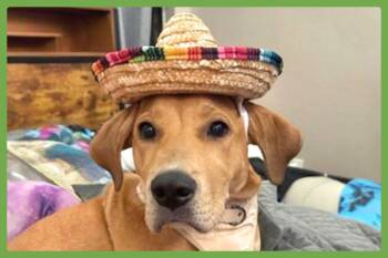 Rescue Pit Bull Terrier and Great Pyrenees Dogs for Adoption in Amherst, Massachusetts - Sunny | PetCurious