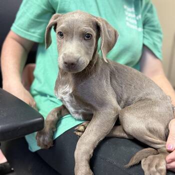 Rescue Labrador Retriever Dogs for Adoption in Columbia, South Carolina - Adopted In | PetCurious