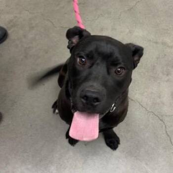 Bram -  Mixed Breed Dog for Adoption in Murray, Utah - Bram | PetCurious