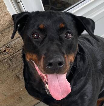 Dorothy -  Mixed Breed Dog for Adoption in Cincinnati, Ohio - Dorothy | PetCurious