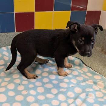 Australian Kelpie Dogs Available for Adoption - Mocha A215399 | PetCurious