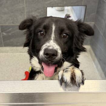 Mixed Breed Dogs Available for Adoption - Millie  | PetCurious