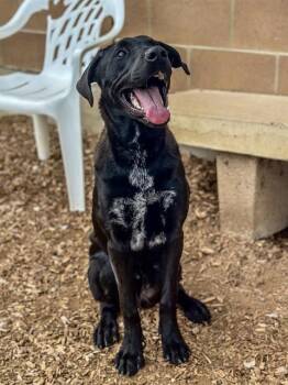 Rescue Pit Bull Terrier and Mixed Breed Dogs for Adoption in Albuquerque, New Mexico - PEPPER JR | PetCurious