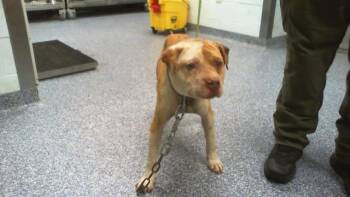 Pit Bull Terrier Dogs Available for Adoption in Charlotte, North Carolina - A1262630 | PetCurious