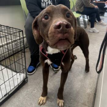 Mixed Breed Dogs Available for Adoption - Blanch | PetCurious