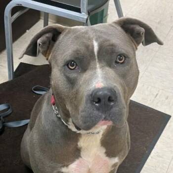 Zara -  Pit Bull Terrier Dog for Adoption in Elyria, Ohio - Zara | PetCurious