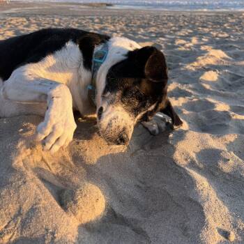 Cricket -  Cattle Dog and Terrier Dog for Adoption in San Diego, California - Cricket | PetCurious
