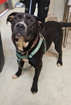 Dawson -  Staffordshire Bull Terrier and American Staffordshire Terrier Dog for Adoption in Albany, Georgia - Dawson | PetCurious