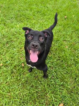Pearl -  Labrador Retriever and Shepherd Dog for Adoption in Monroe, Louisiana - Pearl | PetCurious
