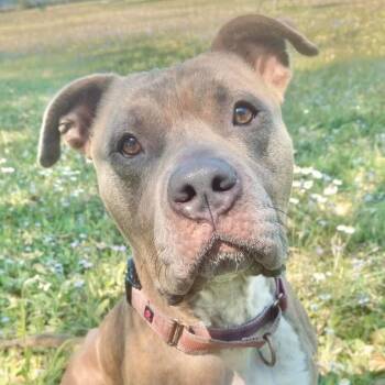 Rae -  Pit Bull Terrier Dog for Adoption in Sarasota, Florida - Rae | PetCurious