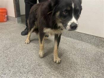 Rescue Border Collie Dogs for Adoption in Houston, Texas - A643539 | PetCurious