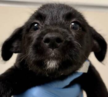 Sweet Potato -  Terrier Dog for Adoption in Walnut Creek, California - Sweet Potato | PetCurious