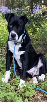 Labrador Retriever and Cattle Dog Dogs Available for Adoption - Romper | PetCurious