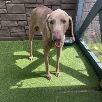 Jak 3908 -  Weimaraner Dog for Adoption in Loxahatchee Groves, Florida - Jak 3908 | PetCurious