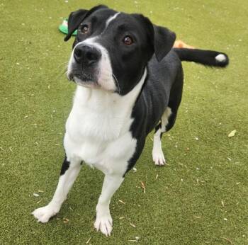 Marble -  Border Collie and Pit Bull Terrier Dog for Adoption in Austin, Texas - Marble | PetCurious