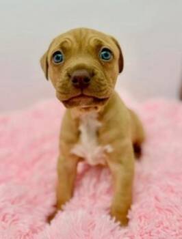 Yellow Labrador Retriever and Terrier Dogs Available for Adoption - Scampie | PetCurious