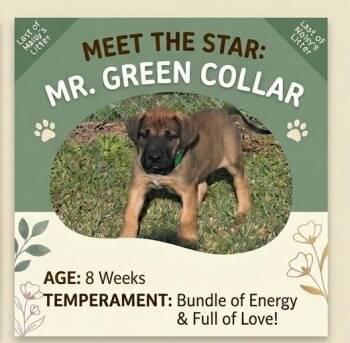 Mastiff and Mixed Breed Dogs Available for Adoption - Maisy Puppy 9M Green Collar | PetCurious