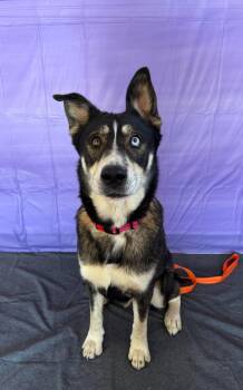 Steve -  Siberian Husky and German Shepherd Dog Dog for Adoption in Chickasha, Oklahoma - Steve | PetCurious