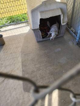 Pit Bull Terrier and Mixed Breed Dogs Available for Adoption - Orchid | PetCurious