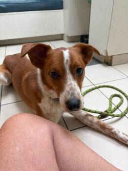 Chili -  Collie and Mixed Breed Dog for Adoption in Hampton, Virginia - Chili | PetCurious