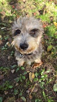 1416 Dandy -  Schnauzer Dog for Adoption in Plymouth, Michigan - 1416 Dandy | PetCurious