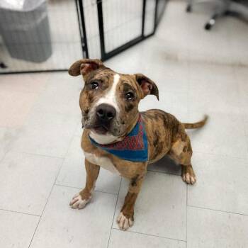 Nash -  Pit Bull Terrier Dog for Adoption in Bellingham, Washington - Nash | PetCurious