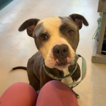 Stewie - 052610U -  American Bulldog and Mixed Breed Dog for Adoption in Tupelo, Mississippi - Stewie - 052610U | PetCurious