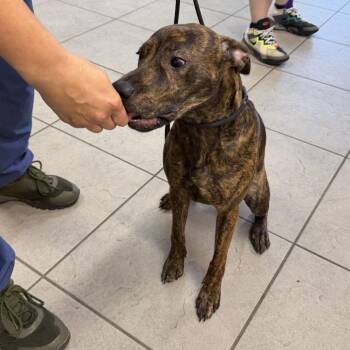 Agave -  Mixed Breed Dog for Adoption in Titusville, Florida - Agave | PetCurious