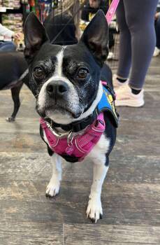 Rescue Boston Terrier Dogs for Adoption in Cando, Saskatchewan - Missy | PetCurious
