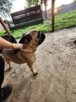 Pug Dogs Available for Adoption in San Antonio, Texas - DUGG | PetCurious