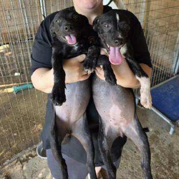 Boo -  Black Labrador Retriever and Mixed Breed Dog for Adoption in Nashville, Tennessee - Boo | PetCurious