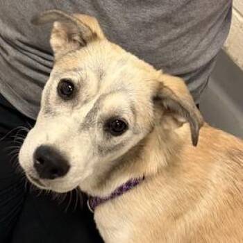 Sandstone -  Mixed Breed Dog for Adoption in Asheville, North Carolina - Sandstone | PetCurious