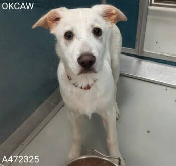 German Shepherd Dog and Mixed Breed Dogs Available for Adoption in Oklahoma City, Oklahoma - A472325 | PetCurious