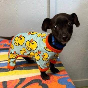 Duck Duck -  Chihuahua and Dachshund Dog for Adoption in Hattiesburg, Mississippi - Duck Duck | PetCurious