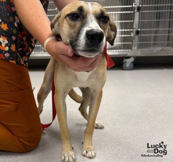 Debbie -  Terrier and Shepherd Dog for Adoption in Washington, District Of Columbia - Debbie | PetCurious