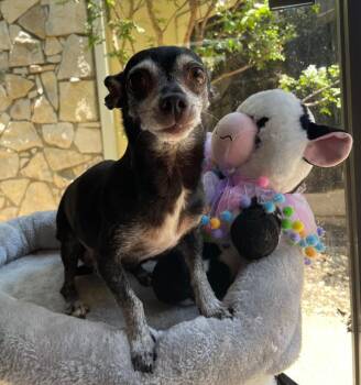 Mrs. Bennet -  Chihuahua Dog for Adoption in Fort Worth, Texas - Mrs. Bennet | PetCurious