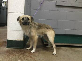 Chihuahua and Pug Dogs Available for Adoption - WILLIE | PetCurious