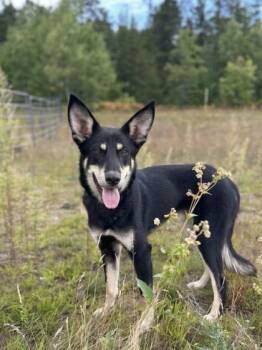 Paris -  German Shepherd Dog and Mixed Breed Dog for Adoption in Gwinn, Michigan - Paris | PetCurious