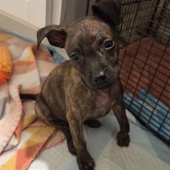 American Staffordshire Terrier Dogs Available for Adoption in San Antonio, Texas - SERENA | PetCurious