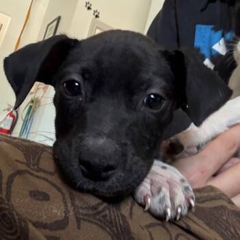 Rescue Pit Bull Terrier Dogs for Adoption in Jacksonville, Arkansas - Johnny | PetCurious