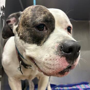 American Bulldog Dogs Available for Adoption in Abilene, Texas - Sheba | PetCurious