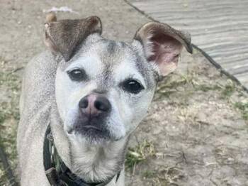 Rescue Mixed Breed Dogs for Adoption in Georgetown, Texas - Landon | PetCurious