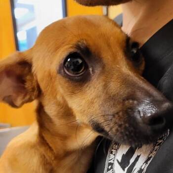 FWT Cedar -  Chihuahua Dog for Adoption in Midland, Texas - FWT Cedar | PetCurious