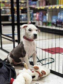 Maleficent -  American Staffordshire Terrier Dog for Adoption in Portland, Maine - Maleficent | PetCurious